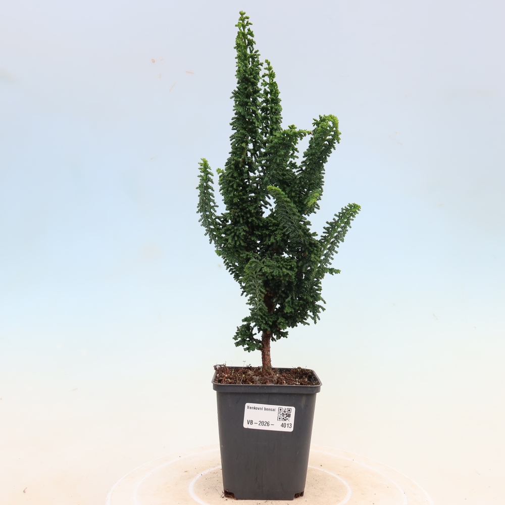 Bonsaï d'extérieur - Cham. obtusa SEKKA HINOKI - Cyprès