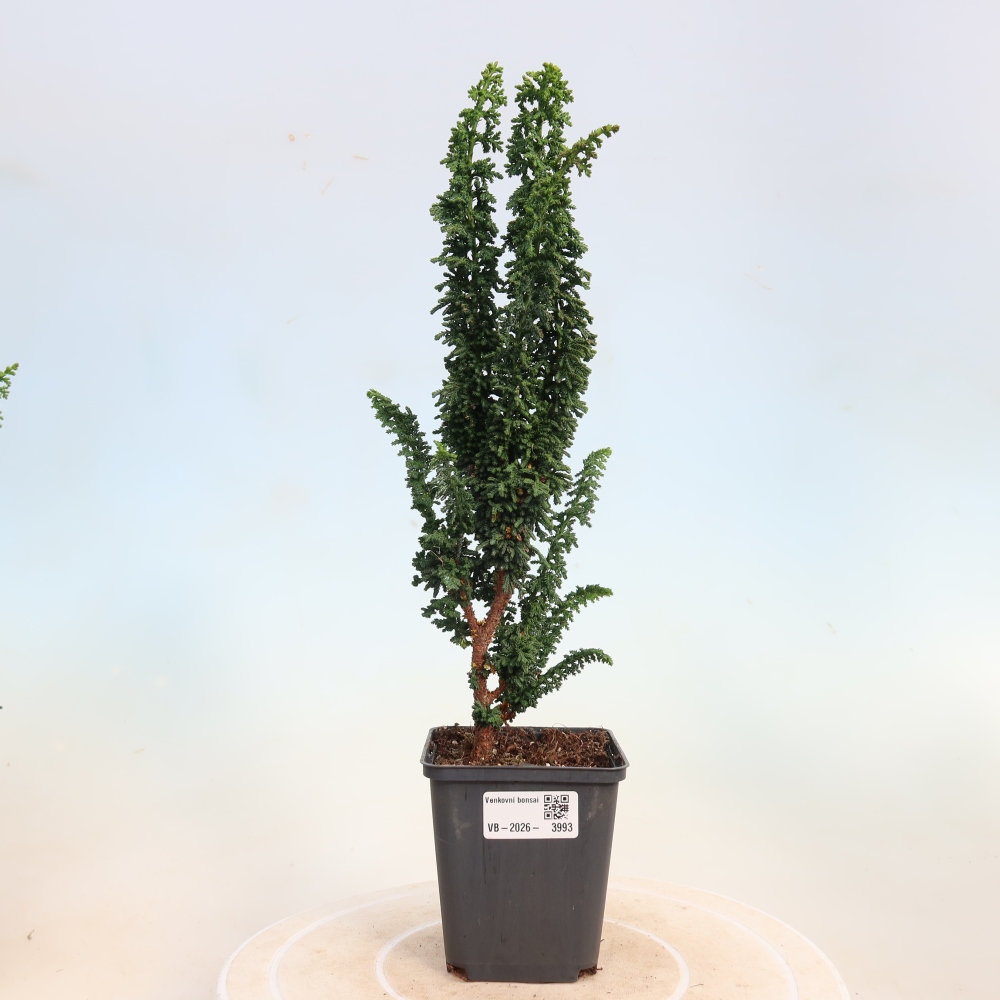 Bonsaï d'extérieur - Cham. obtusa SEKKA HINOKI - Cyprès