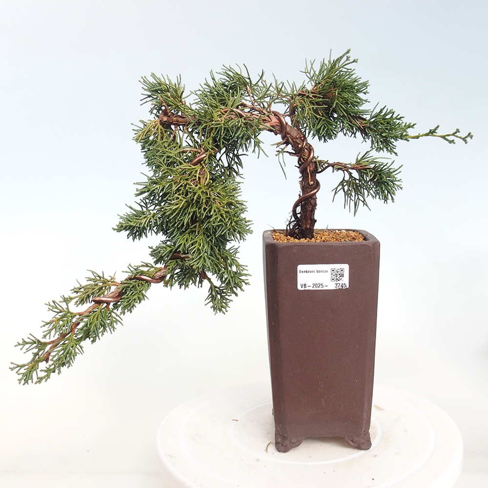 Bonsaï d'extérieur - Juniperus chinensis Kishu