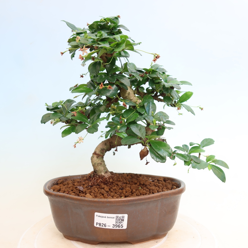 Bonsaï de chambre - Carmona macrophylla - Tea fuki