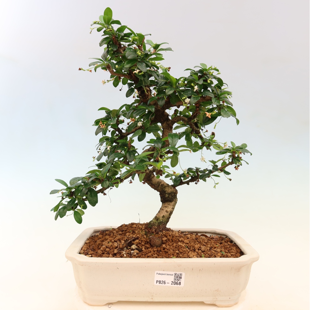 Bonsaï de chambre - Carmona macrophylla - Tea fuki