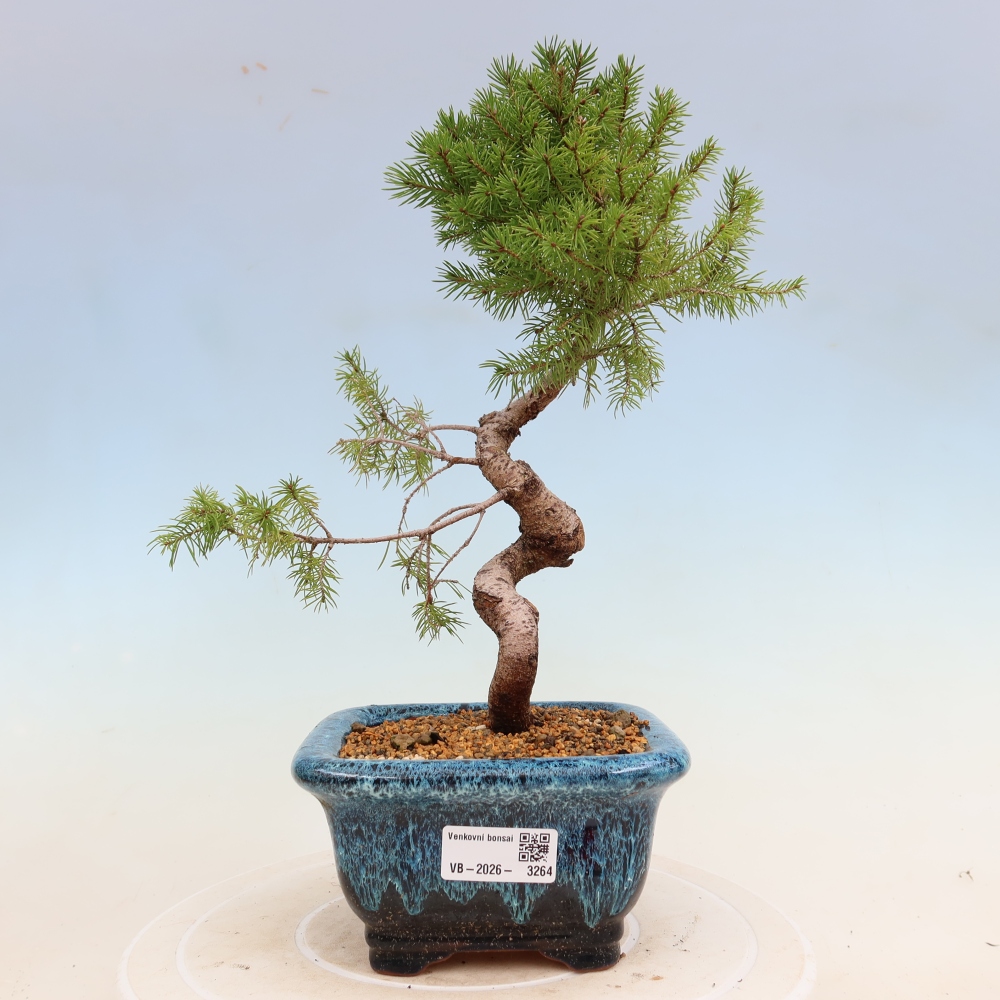 Bonsaï d'extérieur - Épicéa - Picea glauca globe