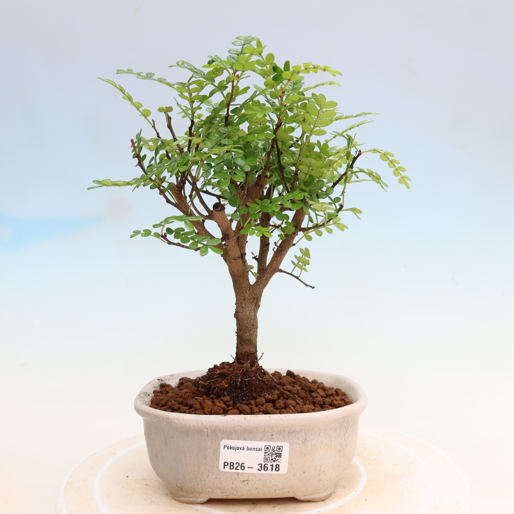 Salle bonsaï - Zantoxylum piperitum - arbre à poivre