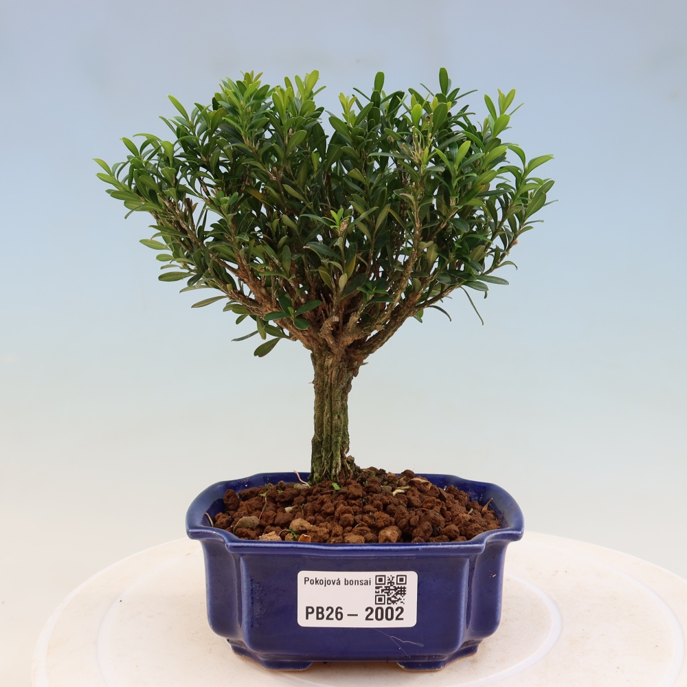 Bonsaï de chambre - Buxus harlandii - buxus liège