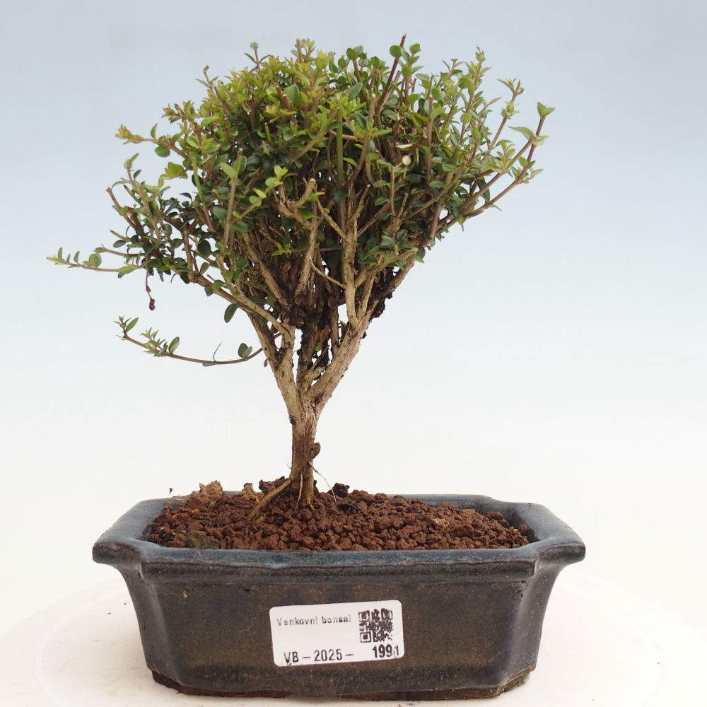 Bonsaï d'extérieur-Lonicera nitida Twiggy - Chèvrefeuille