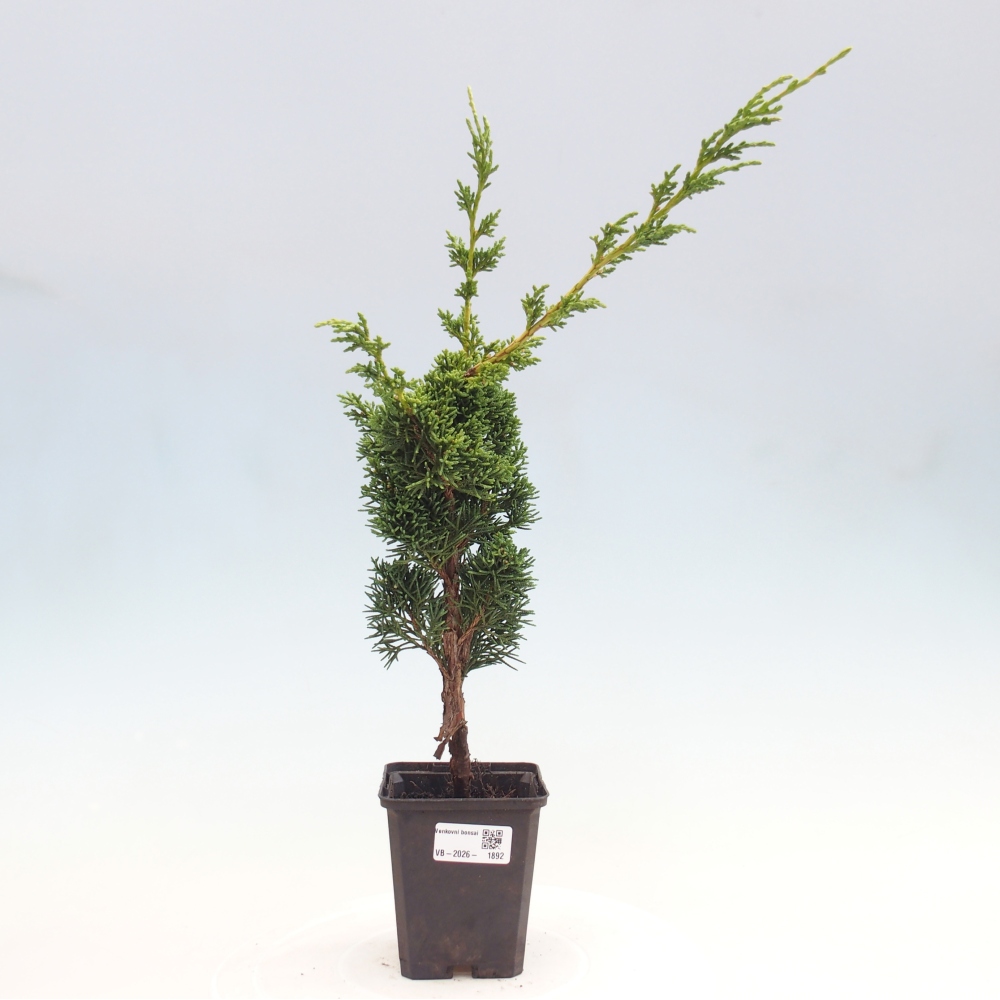 Bonsaï d'extérieur - Juniperus chinensis Kishu