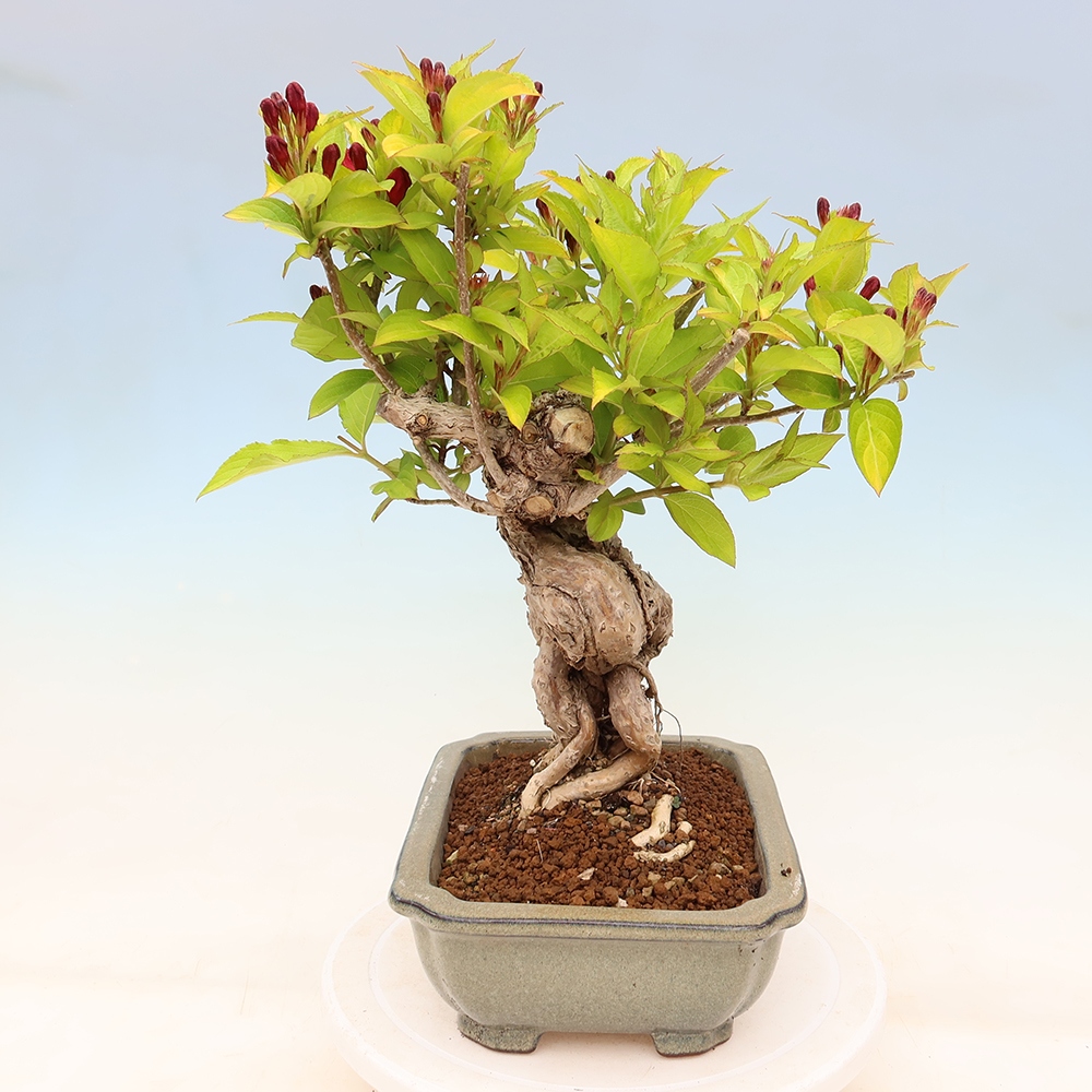 Bonsaï d'extérieur - Weigela subsessilis - Weigela de Corée