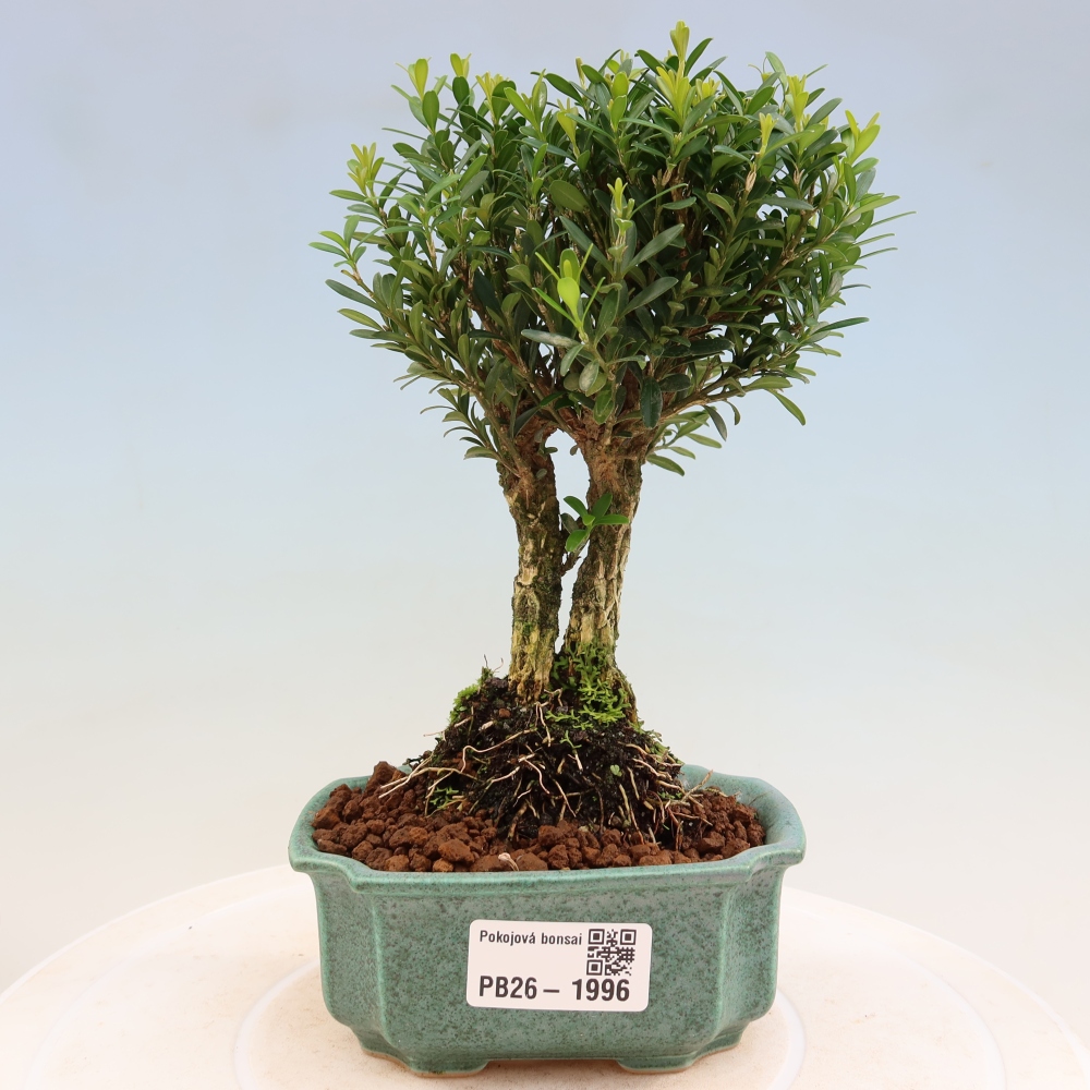 Bonsaï de chambre - Buxus harlandii - buxus liège