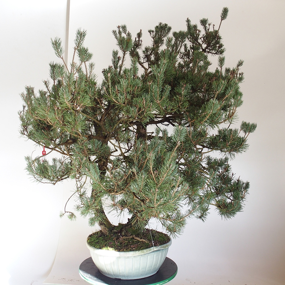 Yamadori - Pinus sylvestris Espagne