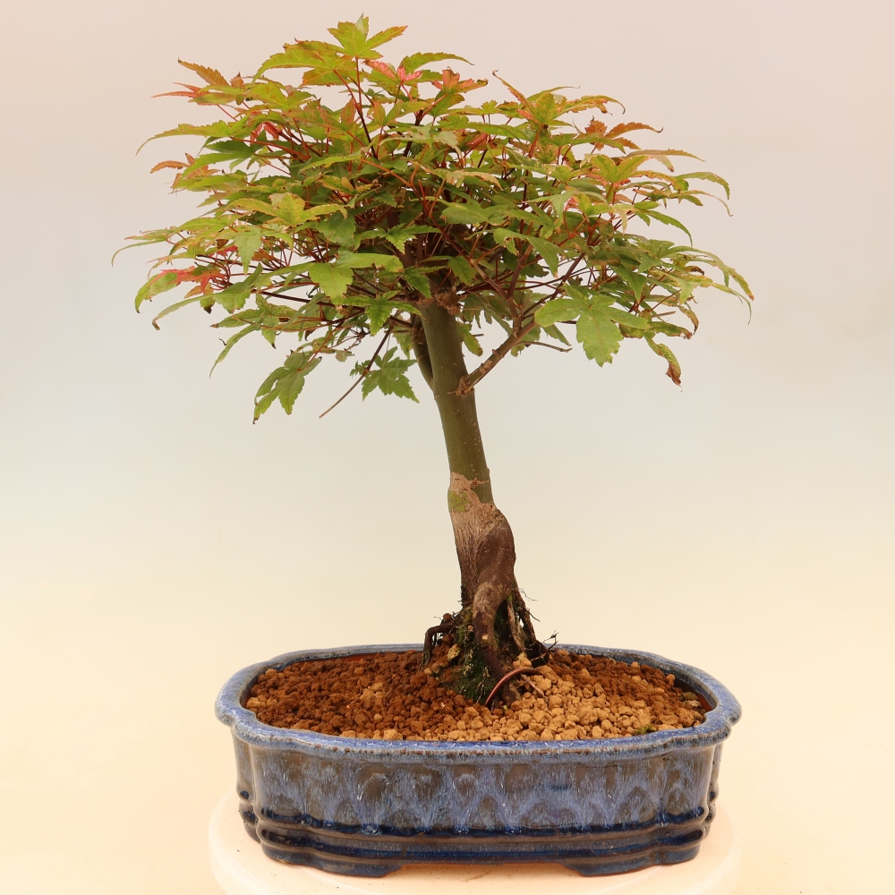 Érable de Norvège - Acer palmatum Beni Tsukasa