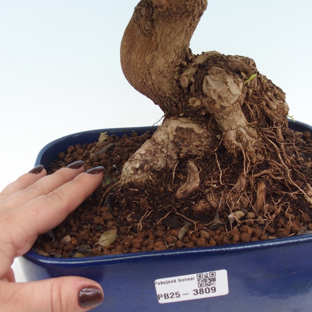 Bonsaï de chambre - Duranta erecta Aurea