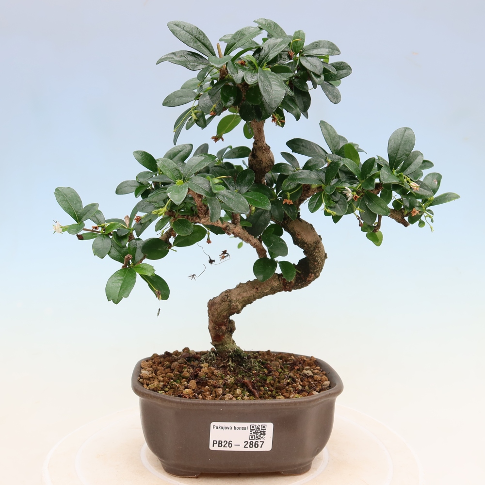 Bonsaï de chambre - Carmona macrophylla - Tea fuki