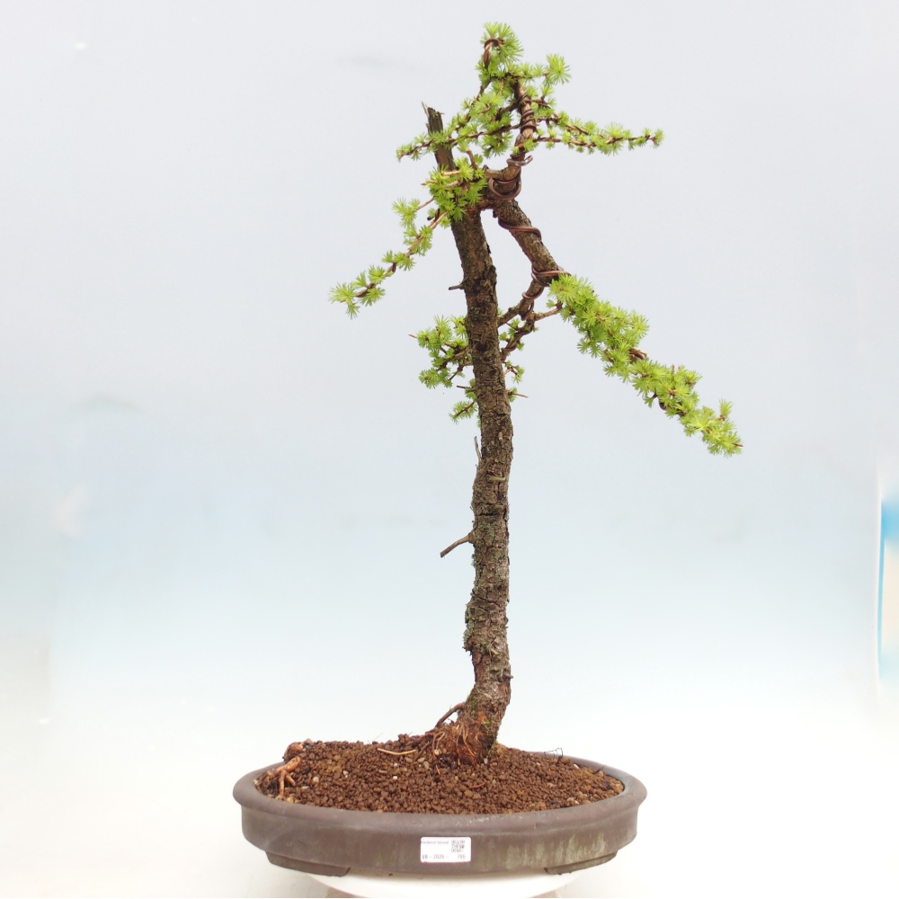 Bonsaï d'extérieur -Larix decidua - Mélèze - Transport sur palette uniquement
