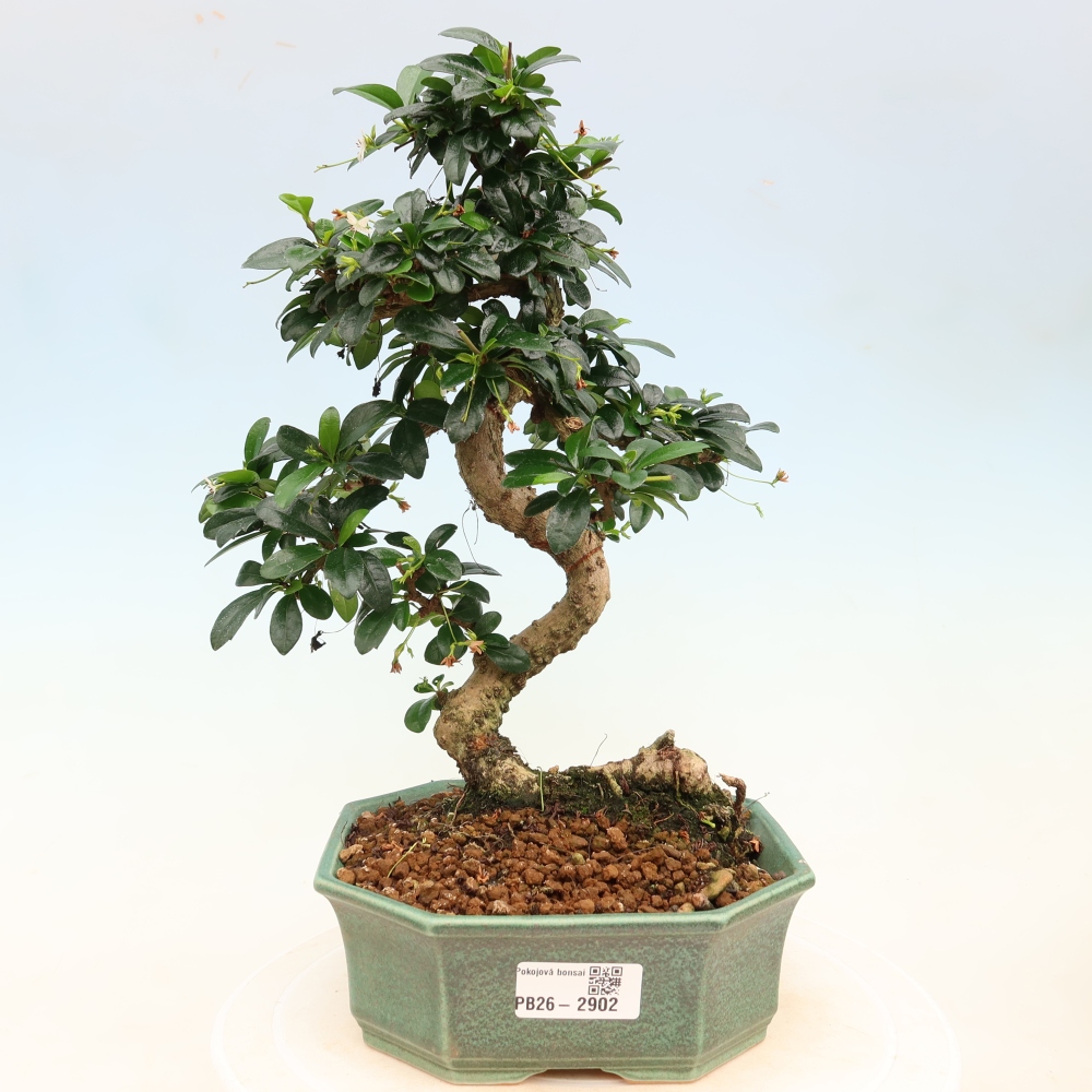 Bonsaï de chambre - Carmona macrophylla - Tea fuki