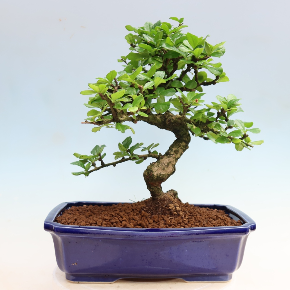Bonsaï de chambre - Carmona macrophylla - Tea fuki