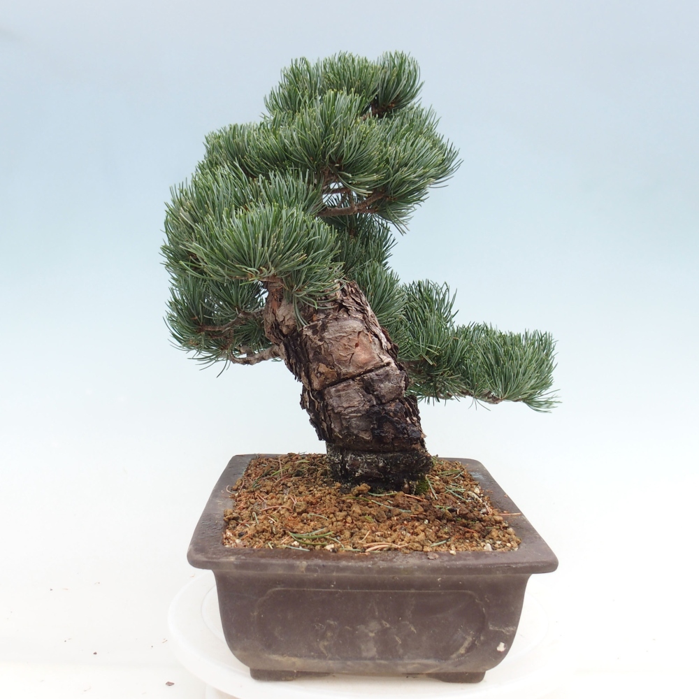 Bonsaï d'extérieur - Pinus parviflora - Pinus parviflora