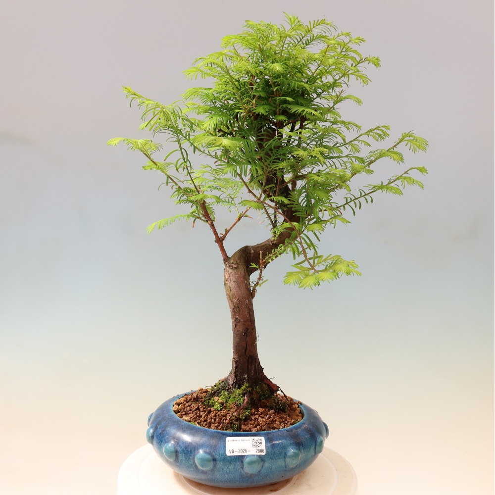 Bonsaï d'extérieur - Metasequoia glyptostroboides - Metasequoia chinois