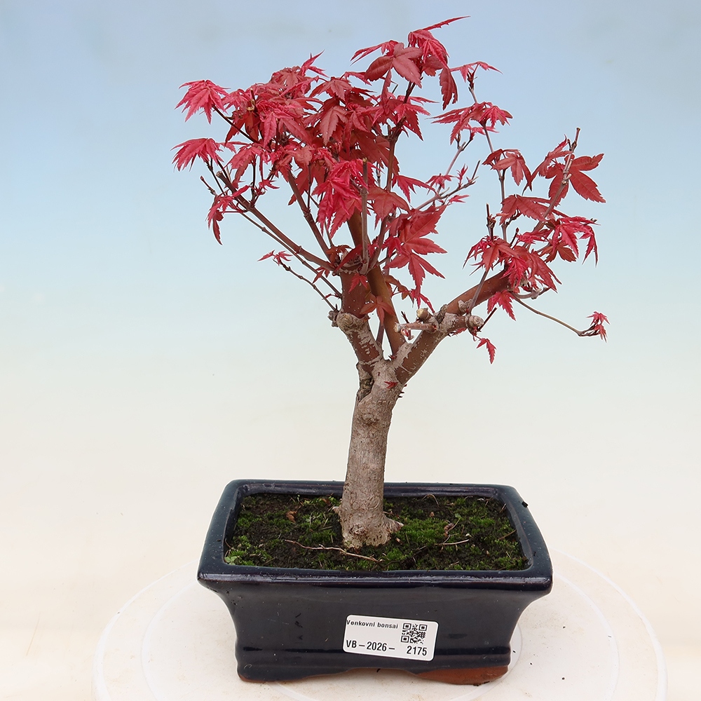 Bonsaï d'extérieur - Acer palmatum DESHOJO