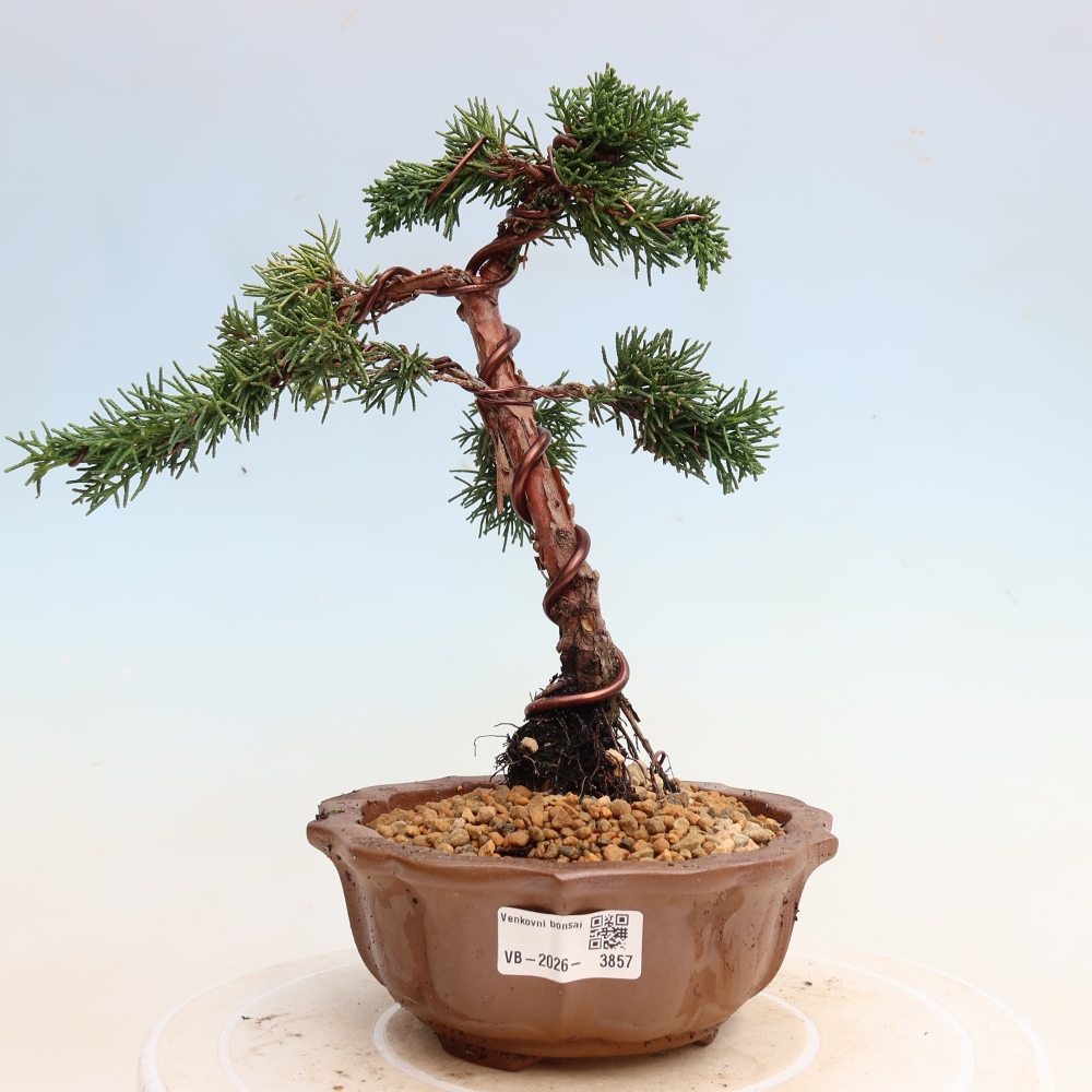 Bonsaï d'extérieur - Juniperus chinensis Kishu