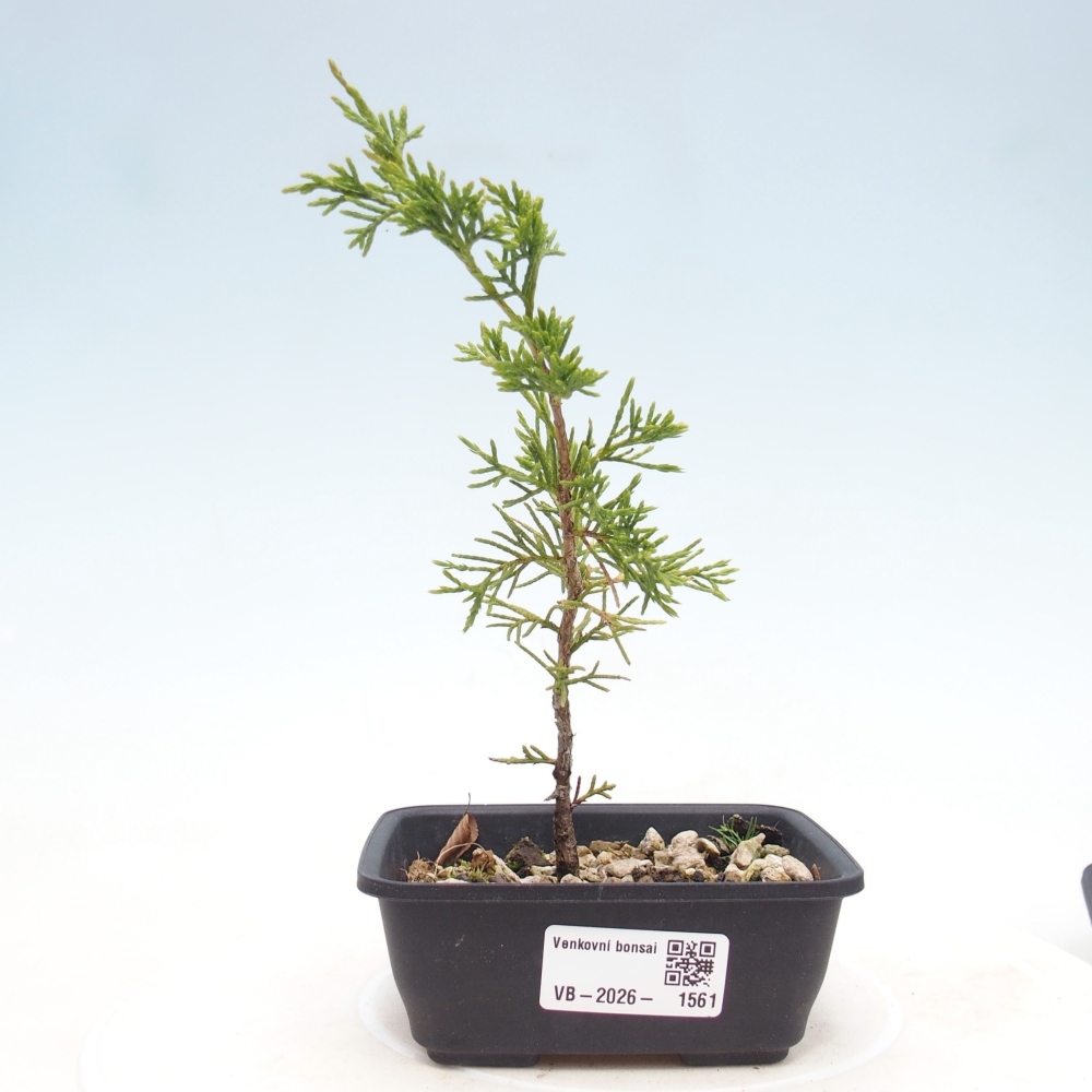 Bonsaï d'extérieur - Juniperus chinensis Itoigawa