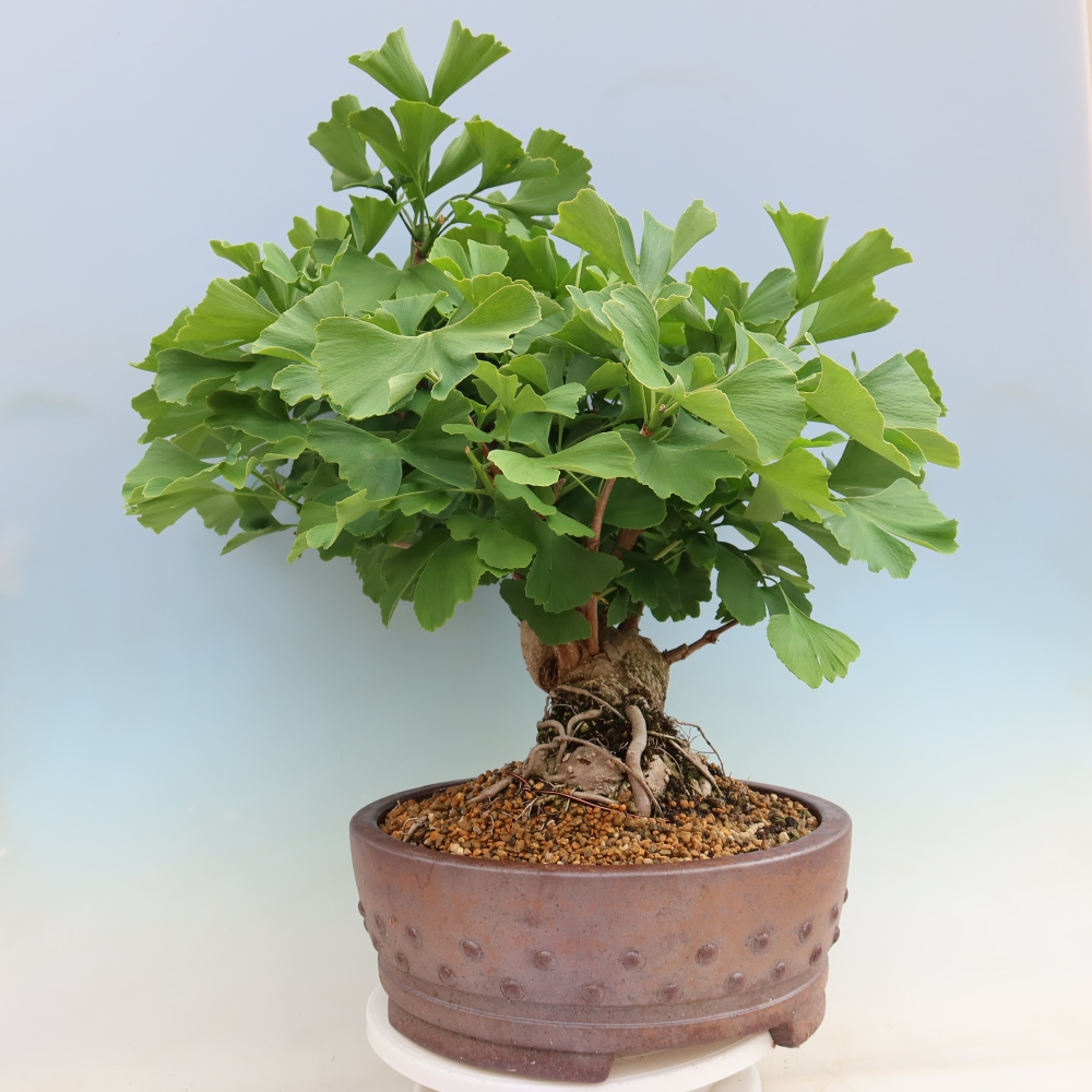 Bonsaïs d'extérieur - Ginkgo biloba - Ginkgo biloba