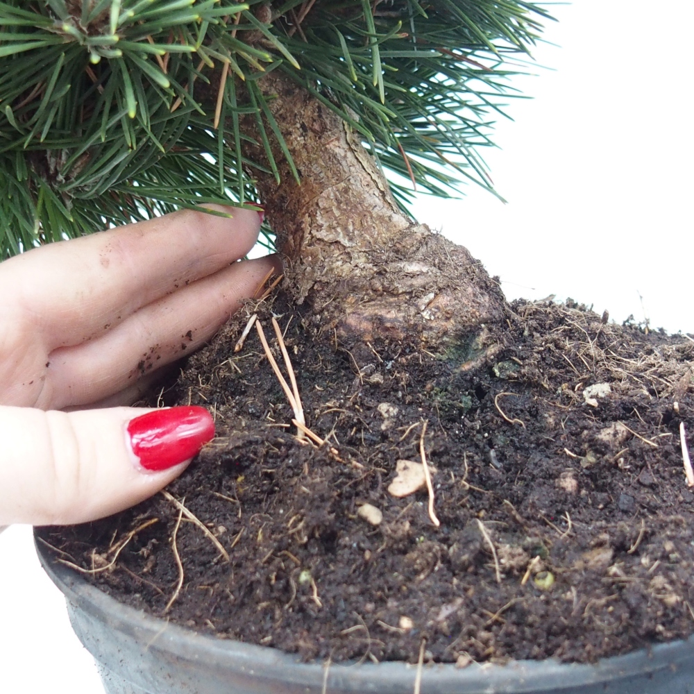 Bonsaï d'extérieur - Pinus thunbergii senjyumaru - Pin de Thunberg