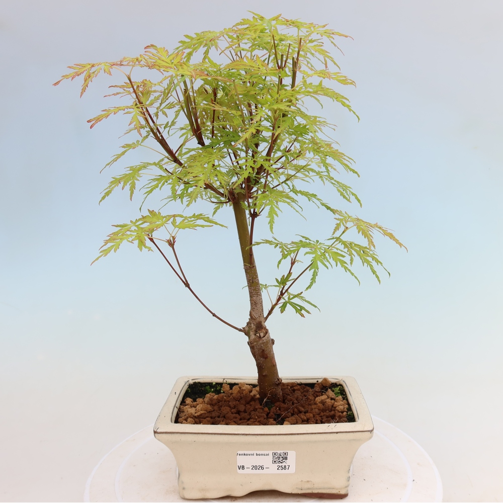 Bonsaï d'extérieur - Acer palmatum Dissectum