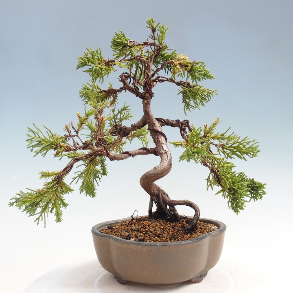 Bonsaï d'extérieur - Juniperus chinensis Kishu