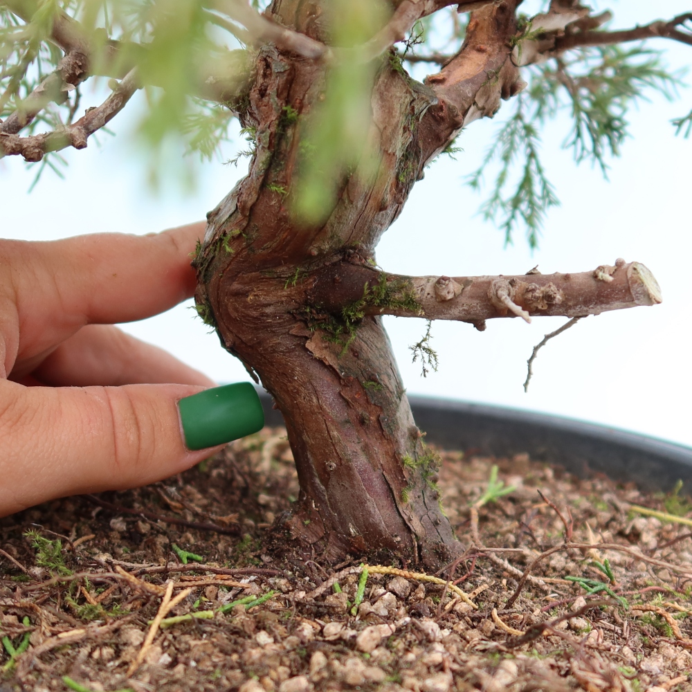 Bonsaï d'extérieur - Juniperus chinensis Itoigawa-Juniperus chinensis