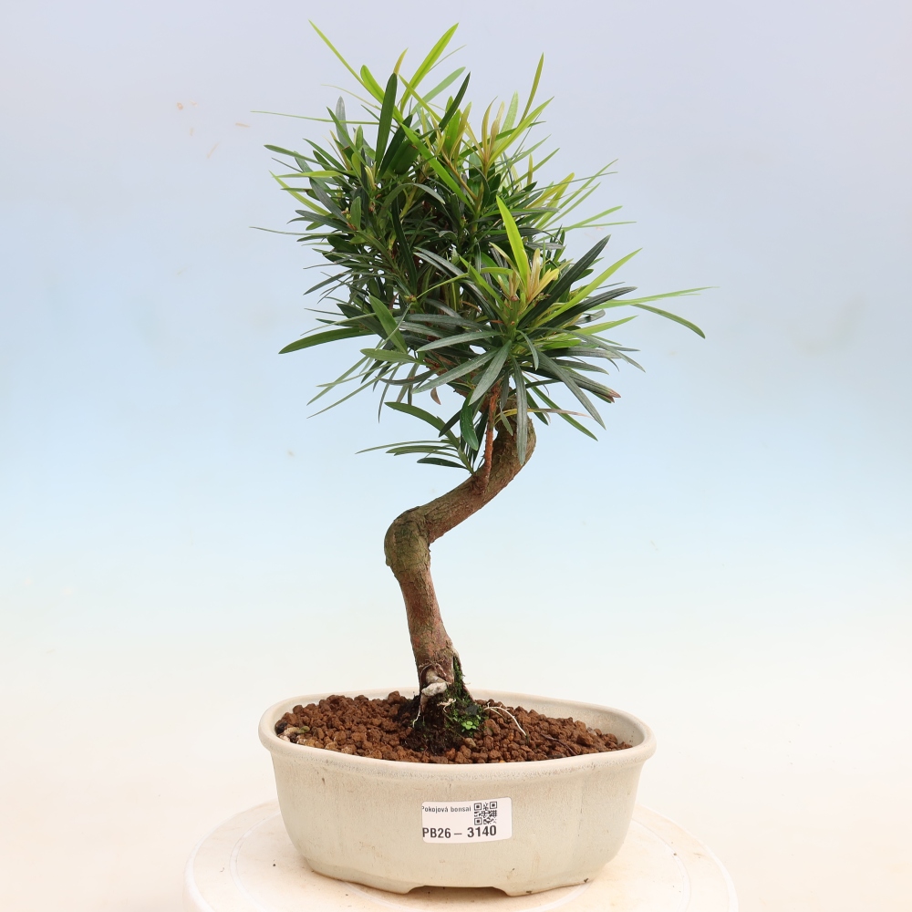 Salle bonsaï - Podocarpus - If en pierre