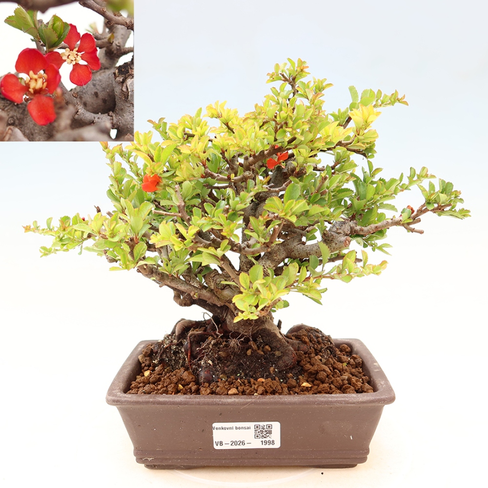 Bonsaï d'extérieur - Chaneomeles speciosa Chojubai