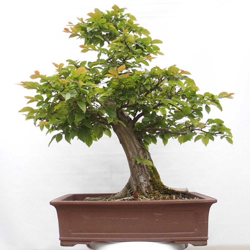 Bonsaï d'extérieur - Charme - Carpinus betulus