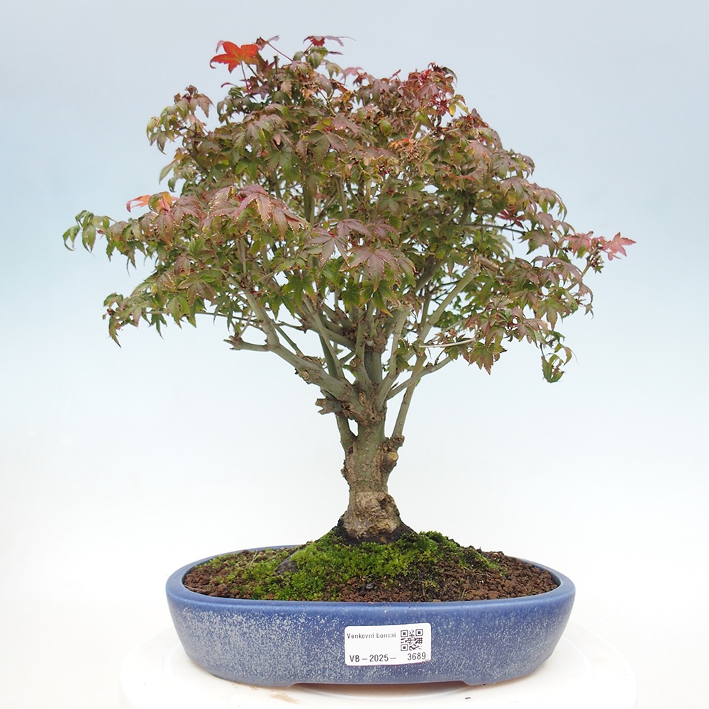Acer palmatum KIOHIME - Érable palmé
