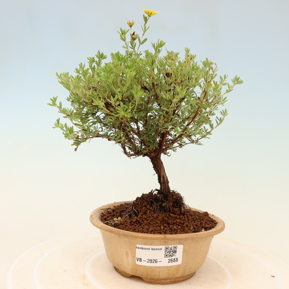 Bonsaï d'extérieur - Potentille arbustive - Potentilla fruticosa Goldkissen
