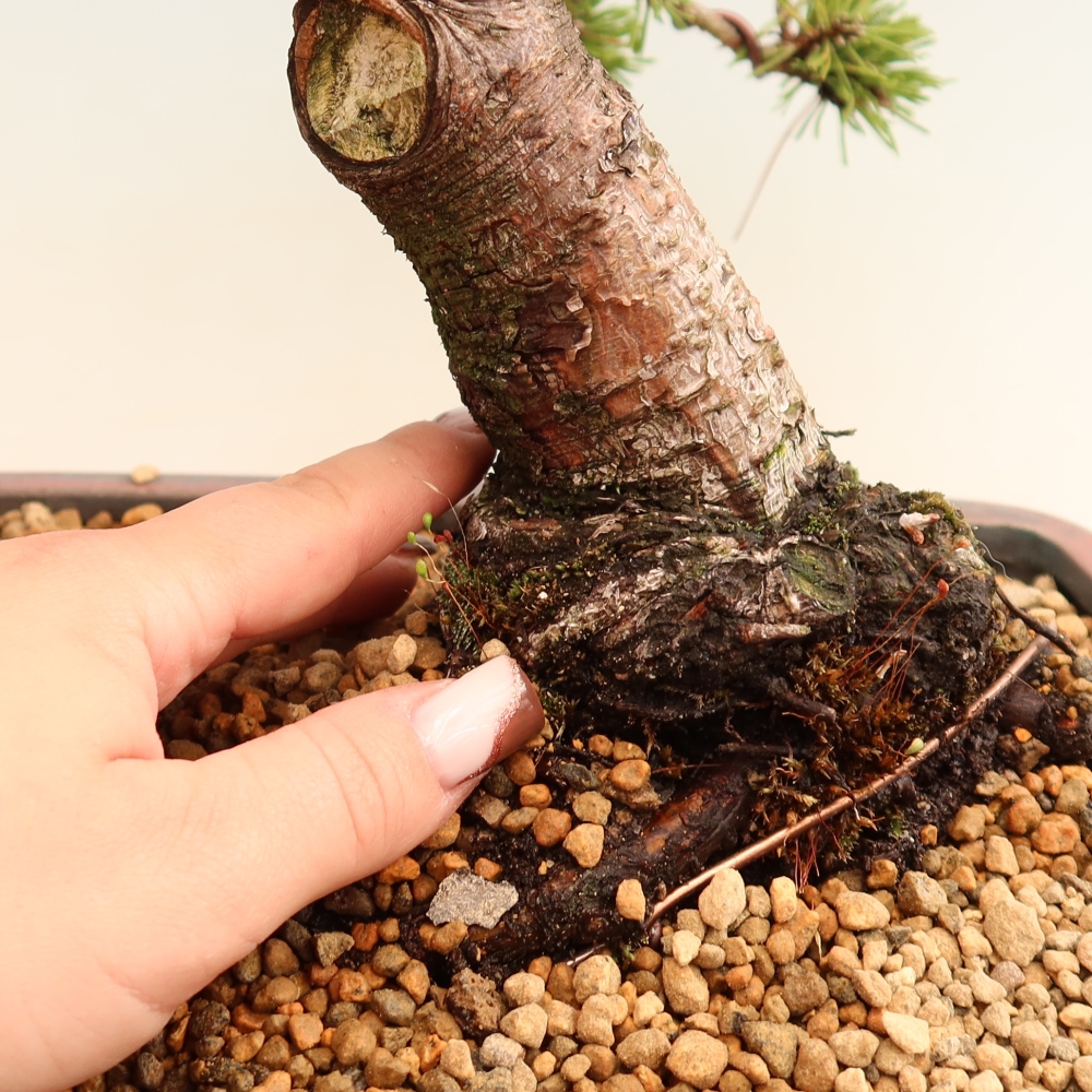 Bonsaï d'extérieur - Pinus mugo Humpy  - Pin nain