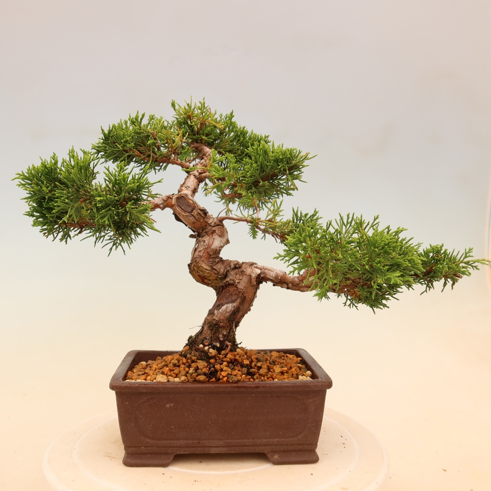 Bonsaï d'extérieur - Juniperus chinensis Itoigawa