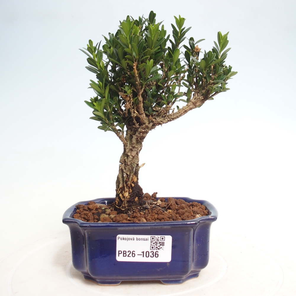 Bonsaï de chambre - Buxus harlandii - buxus liège