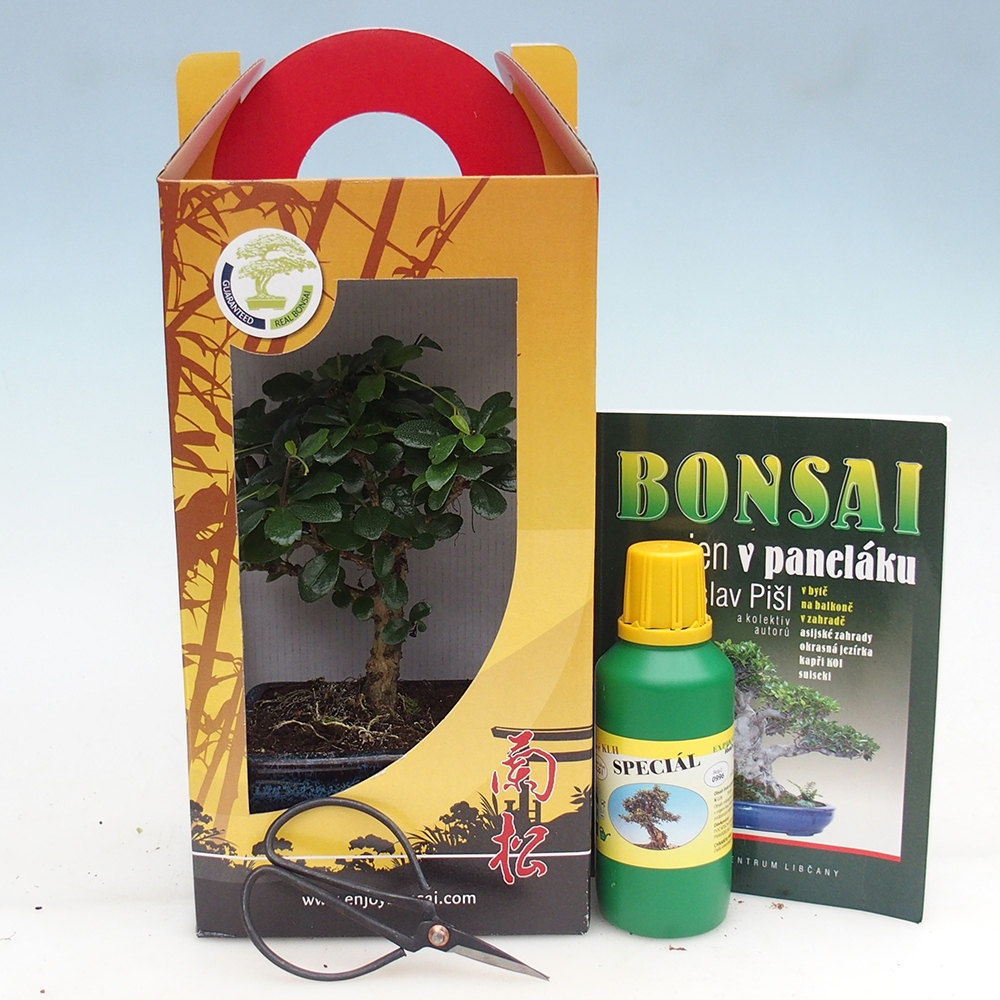Bonsaï de chambre en boîte cadeau Carmona microphylla - Tea fuki