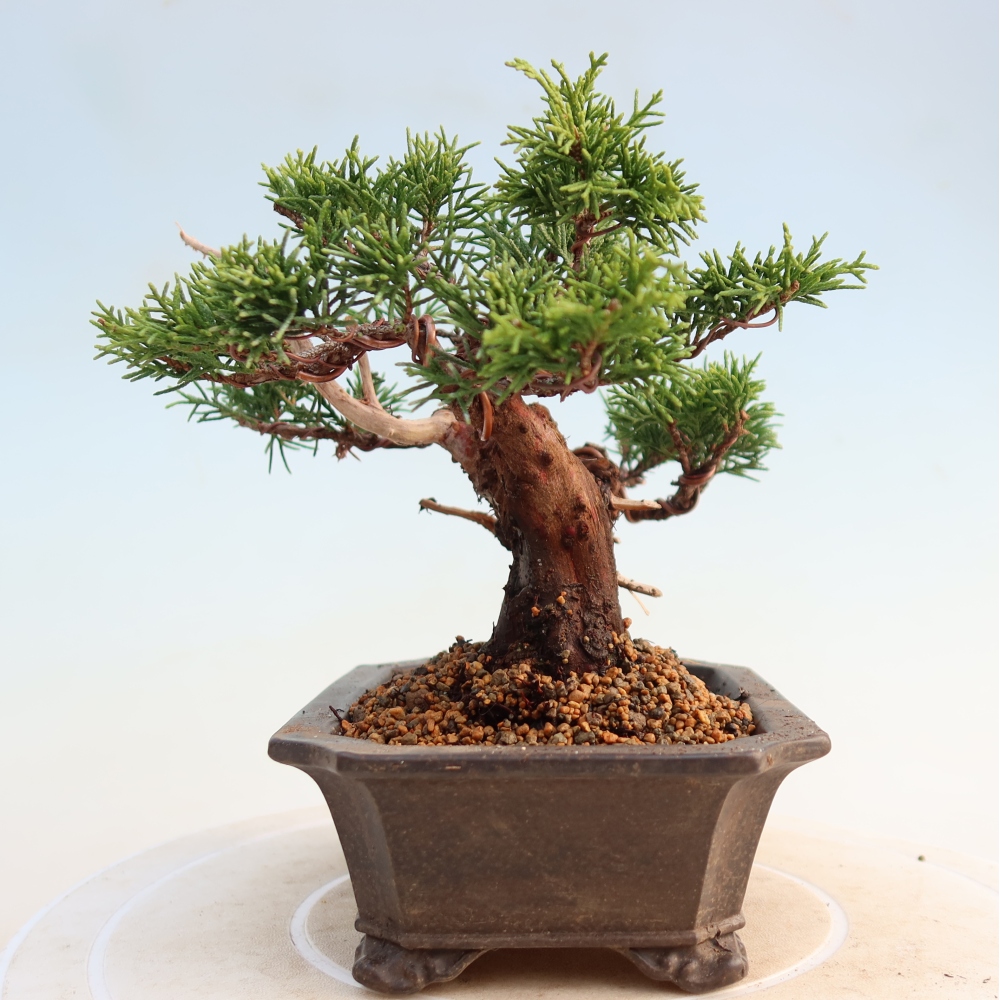 Bonsaï d'extérieur - Juniperus chinensis Itoigawa