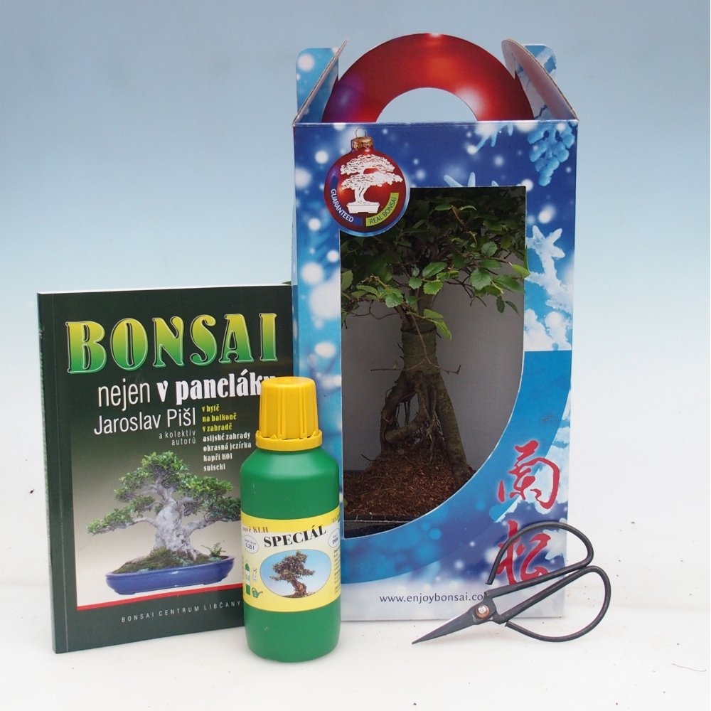 Ulmus parvifolia - Orme de Chine