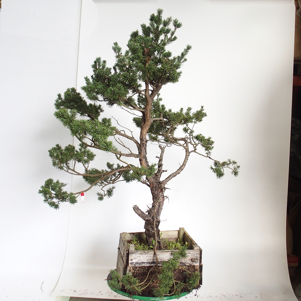 Yamadori - Pinus sylvestris Espagne