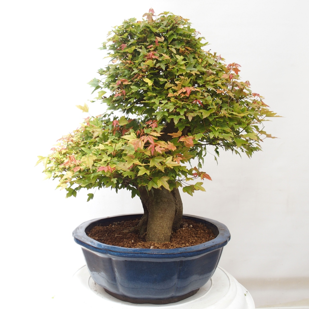 Bonsaï d'extérieur - Acer Buergerianum - Burger Maple