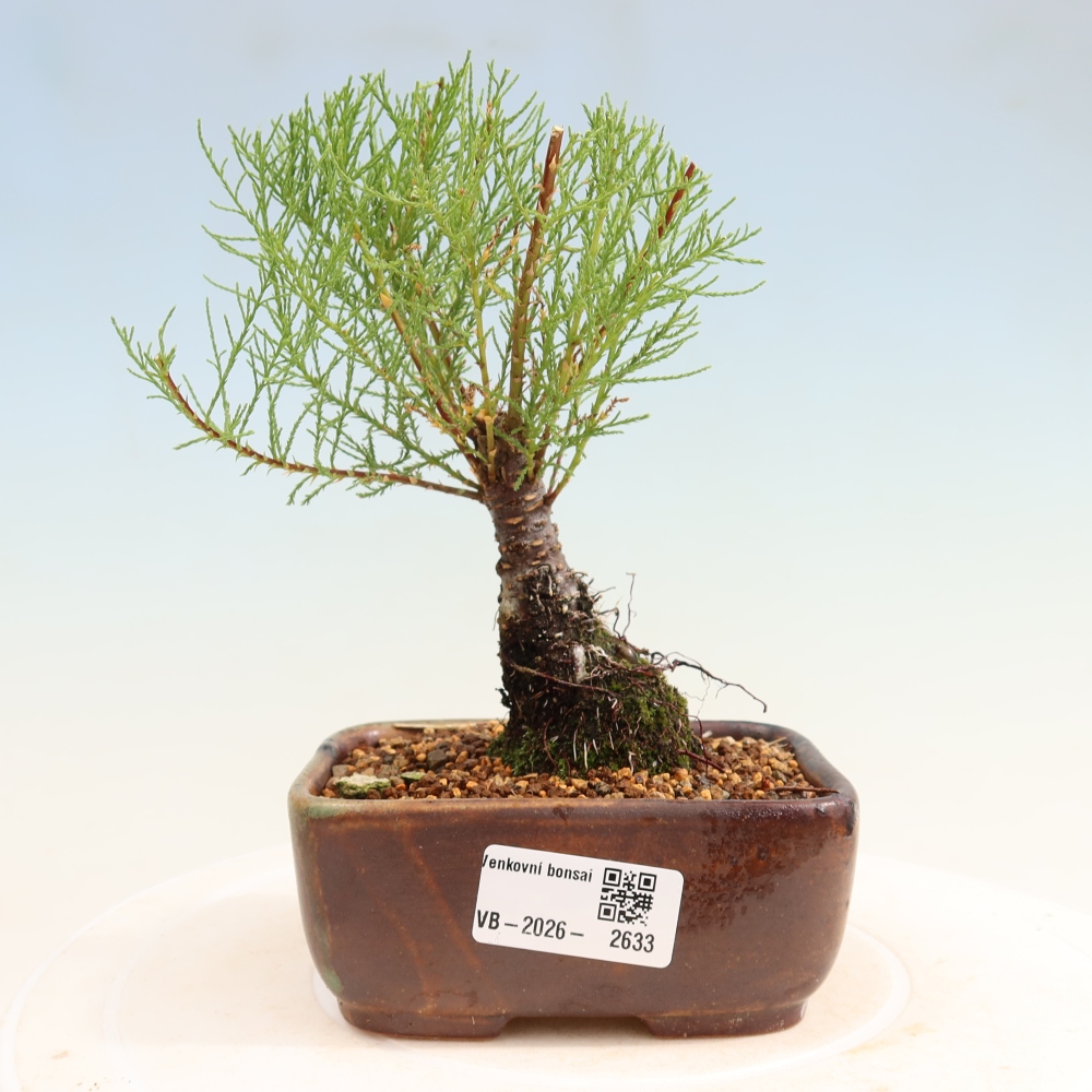 Bonsaïs d'extérieur - Tamaris - Tamarix
