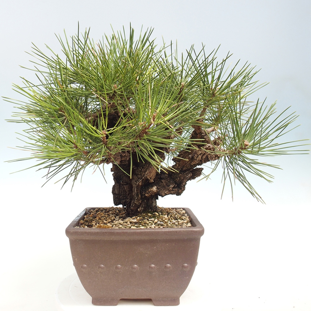 Bonsaï d'extérieur - Pinus thunbergii - Pin de Thunberg