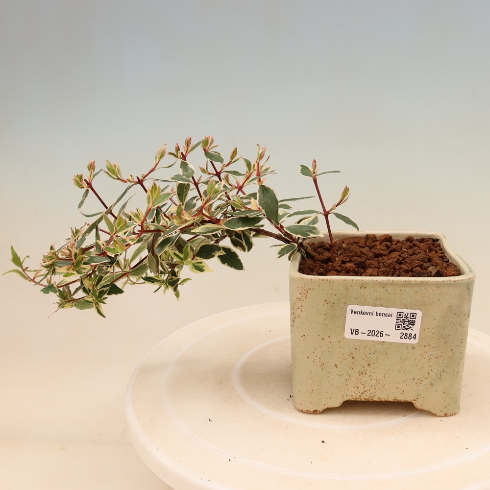 Bonsaï d'extérieur - Abelia gr. Confetti - Abélie à grandes fleurs