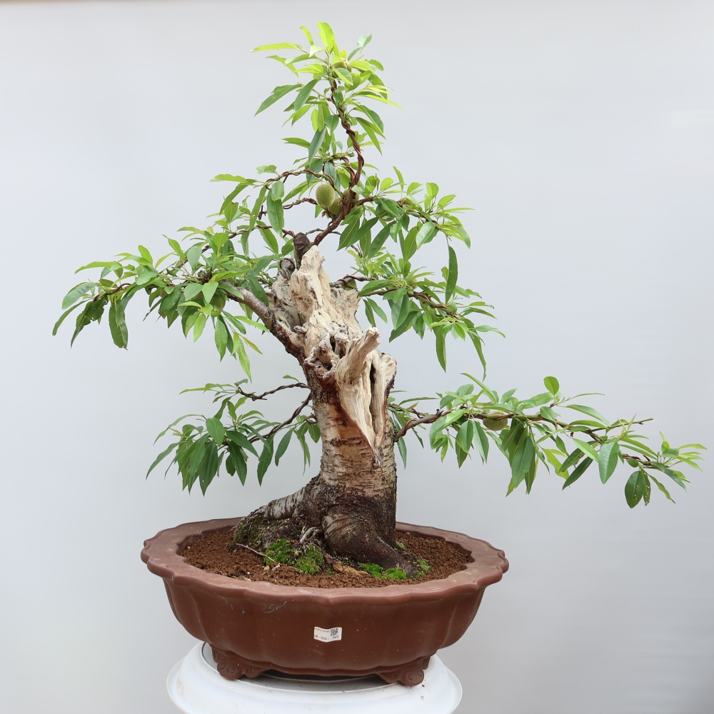 Bonsaï d'extérieur - Prunus dulcis – Amandier commun