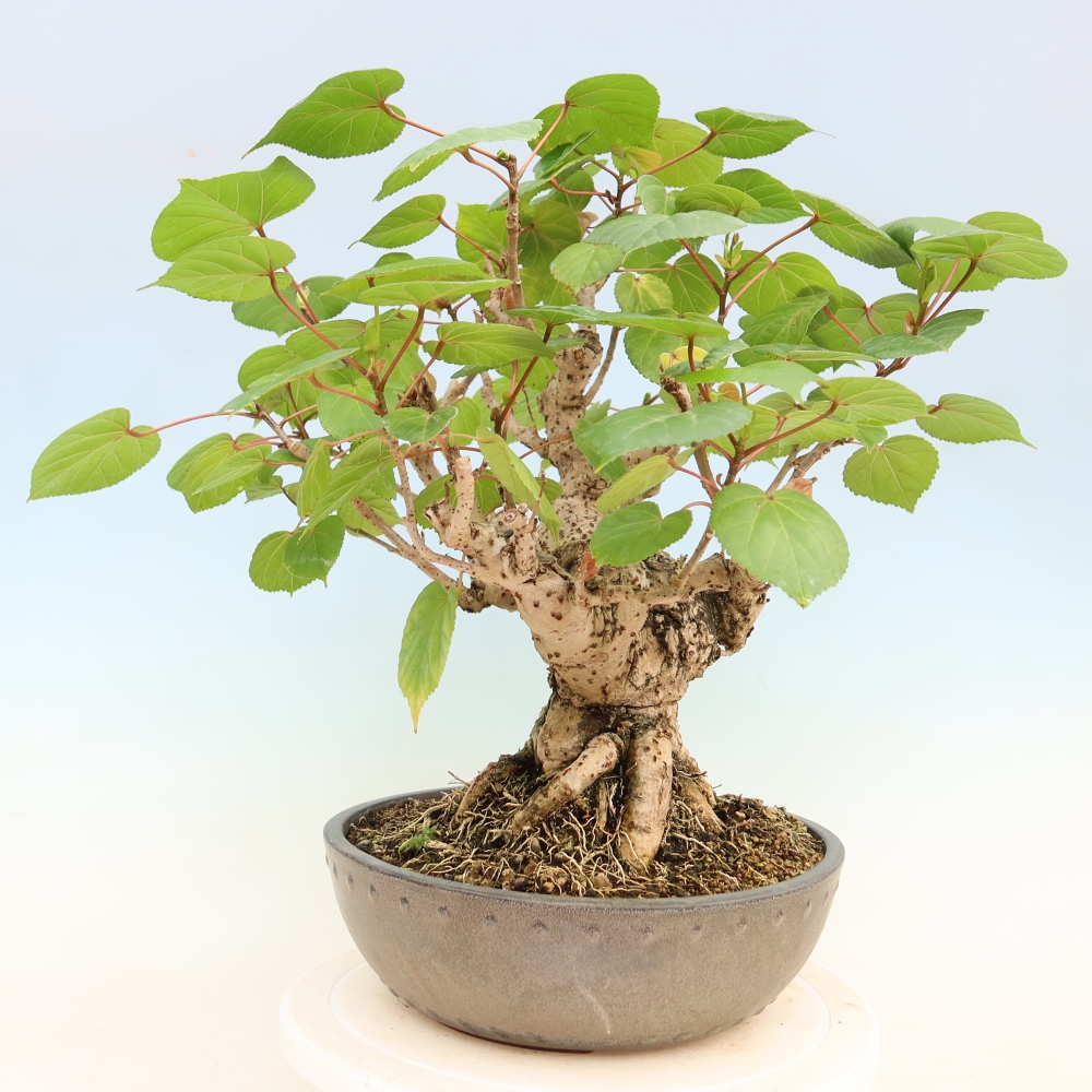 Bonsaï d'intérieur - Hibiscus tiliaceus - Hibiscus de mer