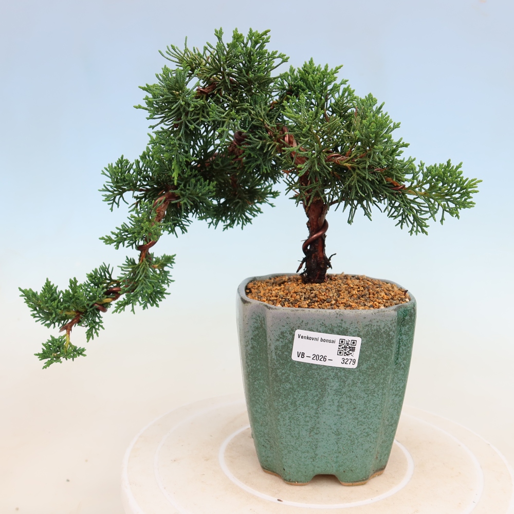 Bonsaï d'extérieur - Juniperus chinensis Kishu
