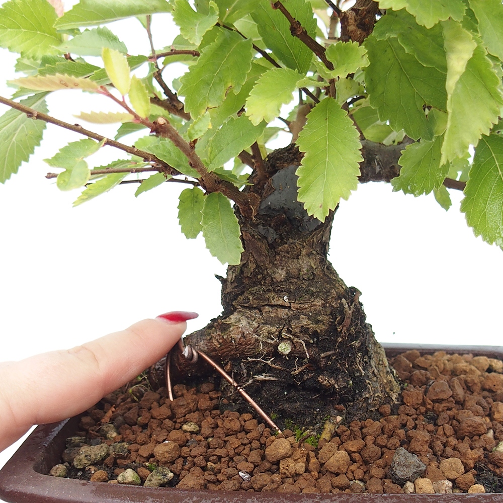 Bonsaï d'extérieur - Zelkova - Zelkova NIRE