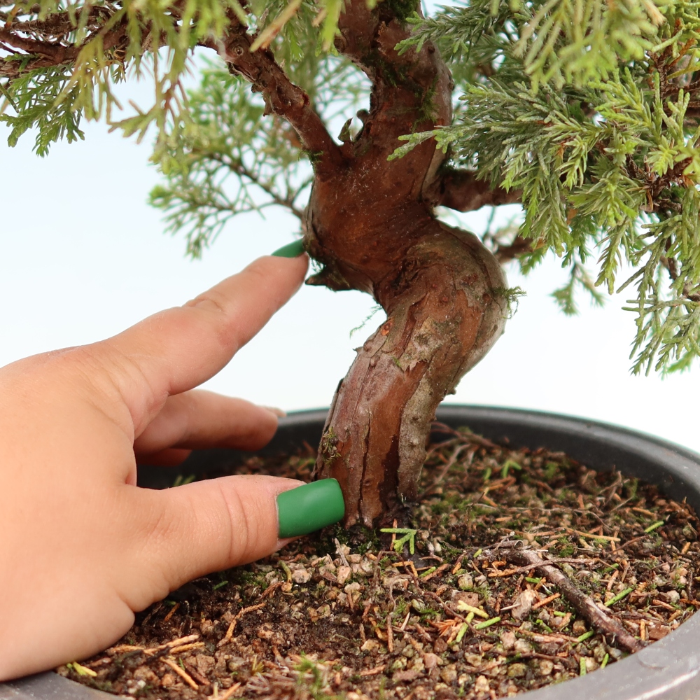 Bonsaï d'extérieur - Juniperus chinensis Itoigawa-Juniperus chinensis